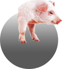 Meat from Brasil Pork